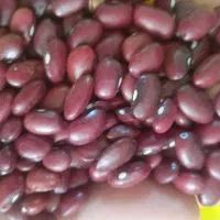 لوبیا