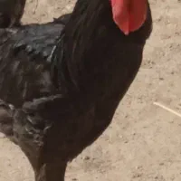 خروس سیاه