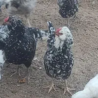 تخم مرغ نطفه دارگلین|حیوانات مزرعه|زاینده رود, |دیوار