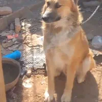 سگ افغان نگهبان اصل