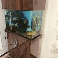 اکواریوم به همراه جاکفشی زیر|ماهی|ری, شهرری|دیوار