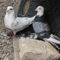 کبوتر پرشی