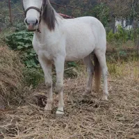 اسب سفید زیبا و آرام