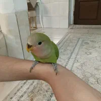 کوتوله جوجه