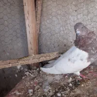 کفتریاکبوتر