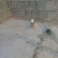 کبوتر طوقی وقفس