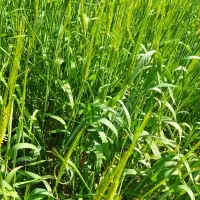 چلتوک برنج میخرم با زمین سند دار معاوضه میکنم