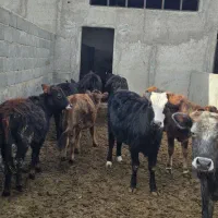 گوساله ماده دو رگ