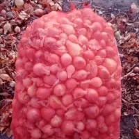 فروش پیاز ریز پیاز زرد هس