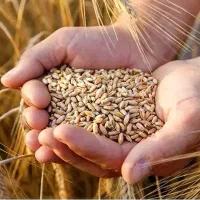 گندم بذر