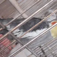 عروس هلندی دیروز گمشده|پرنده|آباده, |دیوار