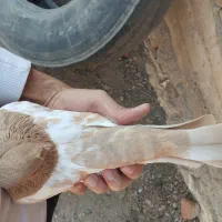 کبوتر سینه ای نر و ماده|پرنده|عجب شیر, |دیوار