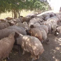 ۹۰عدد بره|حیوانات مزرعه|اهواز, بهارستان|دیوار