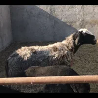 شیشک میش ابستن چالی(بره بزغاله)گوسفند|حیوانات مزرعه|جعفرآباد, |دیوار