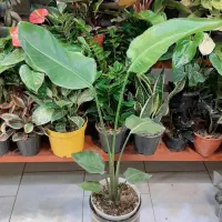 نخل نیکولای/گل و گیاه آپارتمانی/زاموفیلیا بنسای|گل و گیاه طبیعی|فردیس, فردیس|دیوار