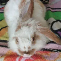 خرگوش لوپ|موش و خرگوش|قم, انسجام|دیوار