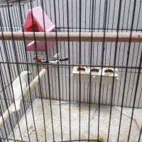 یک جفت فنچ|پرنده|خمینی‌شهر, |دیوار