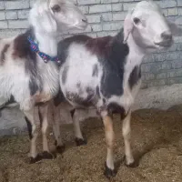 دوعدد قورچ پلنگی بره هاساله گذشته نژادخوب|حیوانات مزرعه|خنداب, |دیوار