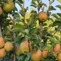 ۴۰هکتارزمین وباغ میوه|فروش دفتر صنعتی، کشاورزی، تجاری|اسفرورین, |دیوار