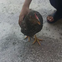 فروش مرغ و خروس