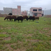 بره نرداشتی