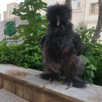 تخم مرغ نطفه دار