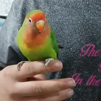 دو عدد طوطی سالم دستی شیطون  نر و ماده