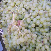 انگور تازه 80
