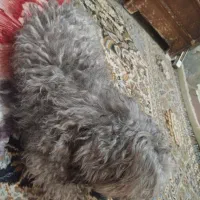 سگ پشمالو با ادب و تمیز|سگ|بندر ماهشهر, |دیوار