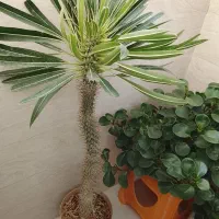 گل طبیعی ماداگاسکار|گل و گیاه طبیعی|پاکدشت, پاکدشت (مامازند)|دیوار