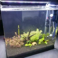 آکواریوم|ماهی|شیراز, عادل آباد|دیوار