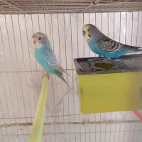 مرغ عشق کوتوله دستی