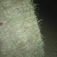 فروش یونجه