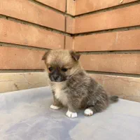 پامر عروسکی ماده نهایت وزن ۲ کیلو|سگ|اصفهان, سپاهانشهر|دیوار