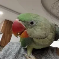 دنیز شاه طوطی سخنگو|پرنده|آمل, |دیوار