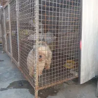 قفس فلزی حرفه ای درحدصفر|لوازم جانبی حیوانات|بابلسر, |دیوار