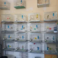 انواع مختلف قناری|پرنده|کرمانشاه, |دیوار