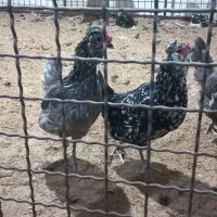 مرغ و خروس محلی و گلین|حیوانات مزرعه|کرج, کیانمهر|دیوار
