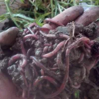 کرم خاکی طعمه ماهیگیری