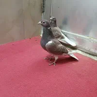 یک جفت آلمانی زمانت همه چی