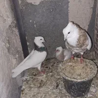 جفت طوقی