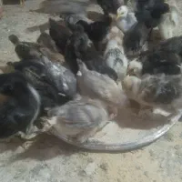 جوجه محلی اصل