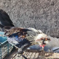 فروش مرغ هلندی و سلطان|حیوانات مزرعه|کاشان, کلنگه|دیوار