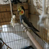 عروس هلندی نر و ماده