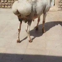 شیشک چینی خوشکل 4دندان