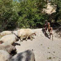 قوچ|حیوانات مزرعه|سپیدان, |دیوار