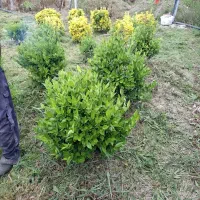 گل یاس هلندی وشمشاد