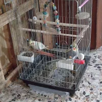 یک جفت عروس هلندی با قفس سخنگو