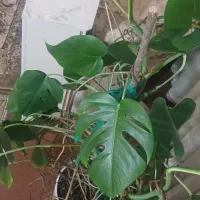 گل های آپارتمانی|گل و گیاه طبیعی|اردبیل, |دیوار