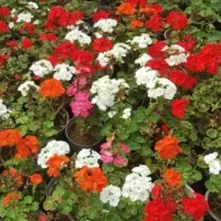 فروش فوق‌العاده گل و گیاه